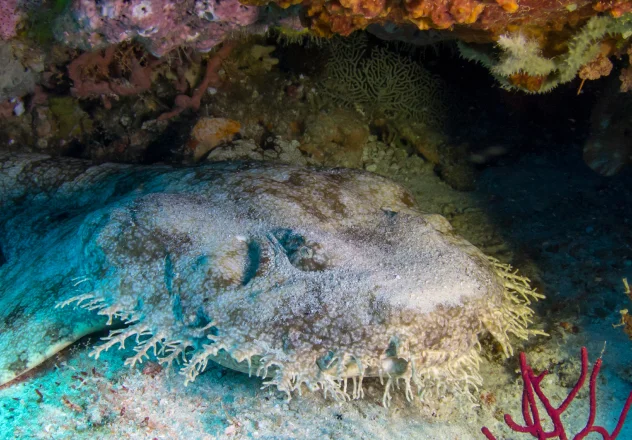 Hippocampes pygmées